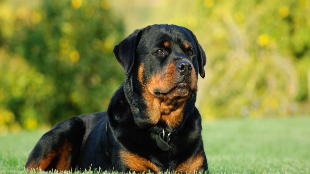 5 Tips For Raising The 7 Month Old Rottweiler