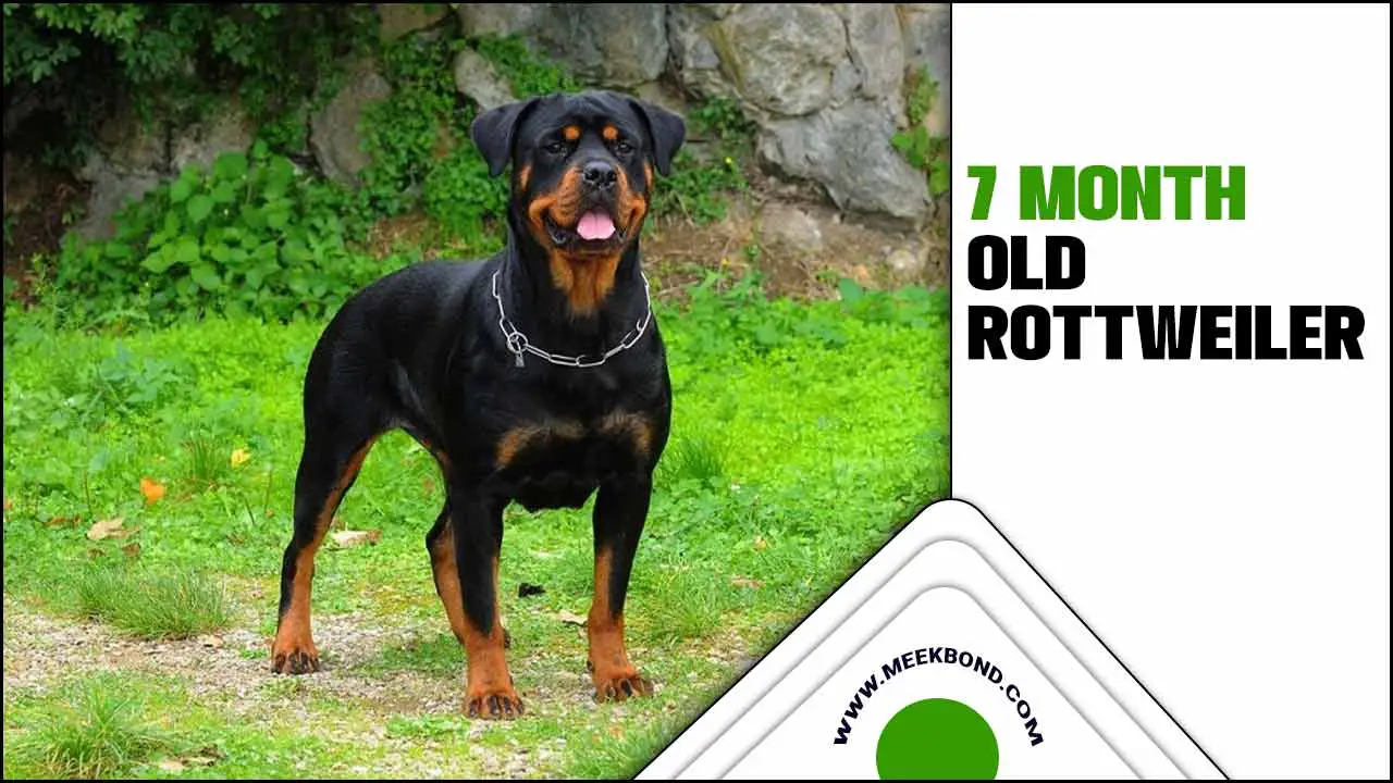 7 Month Old Rottweiler: How To Raise Them