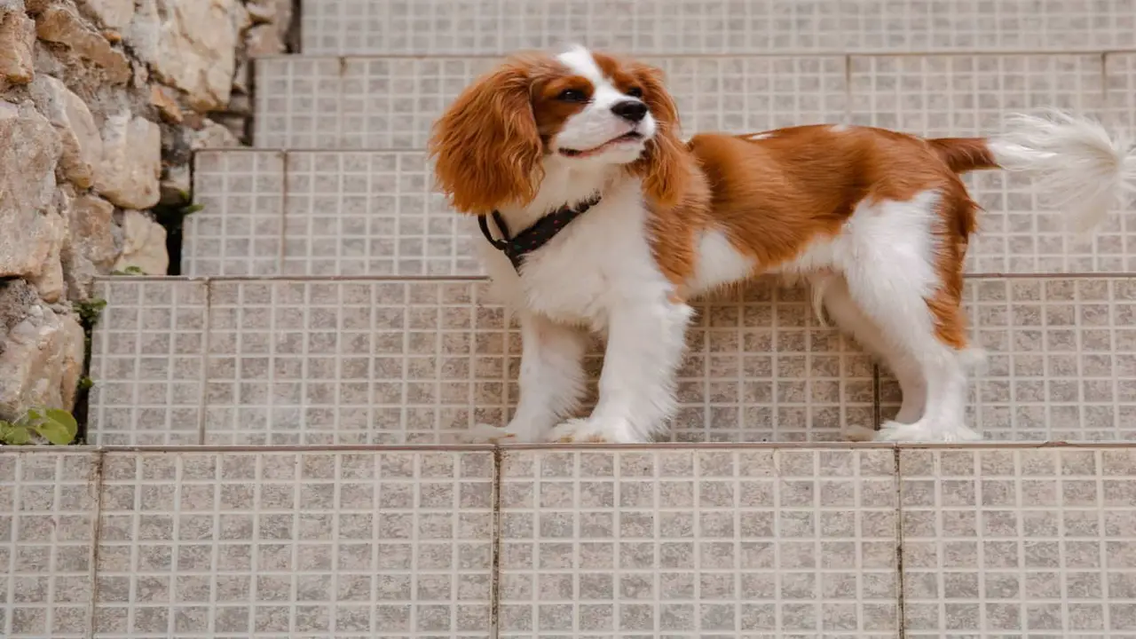 About Cavalier King Charles