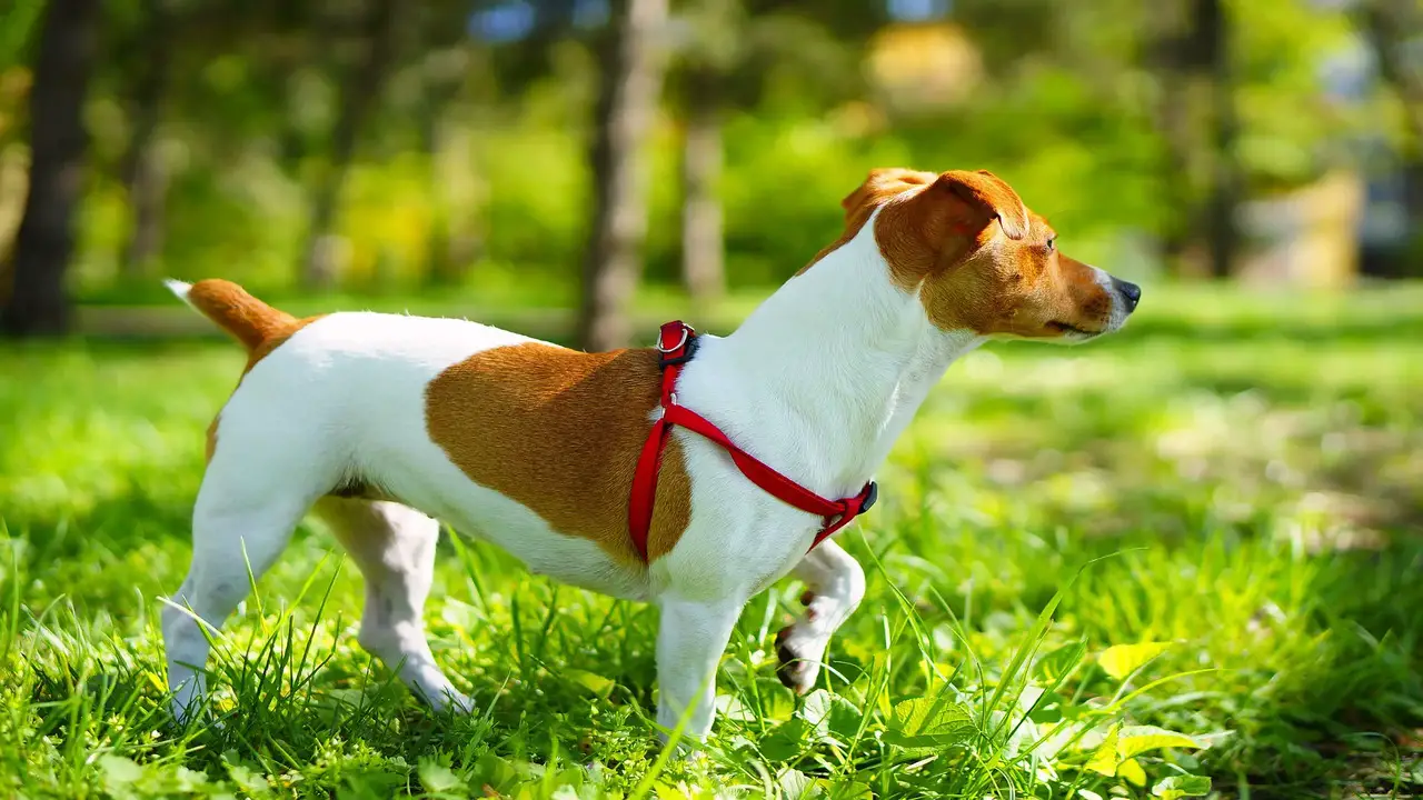 About Jack Russell Breed