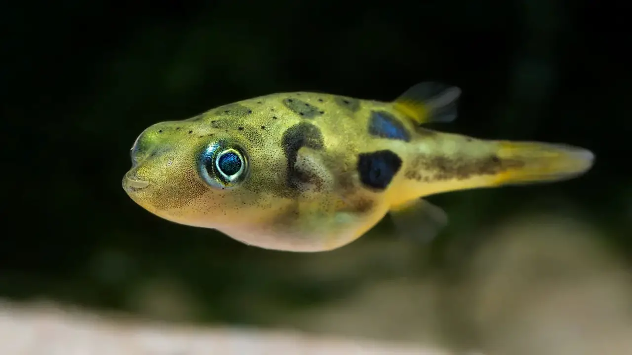 About Pea Puffers