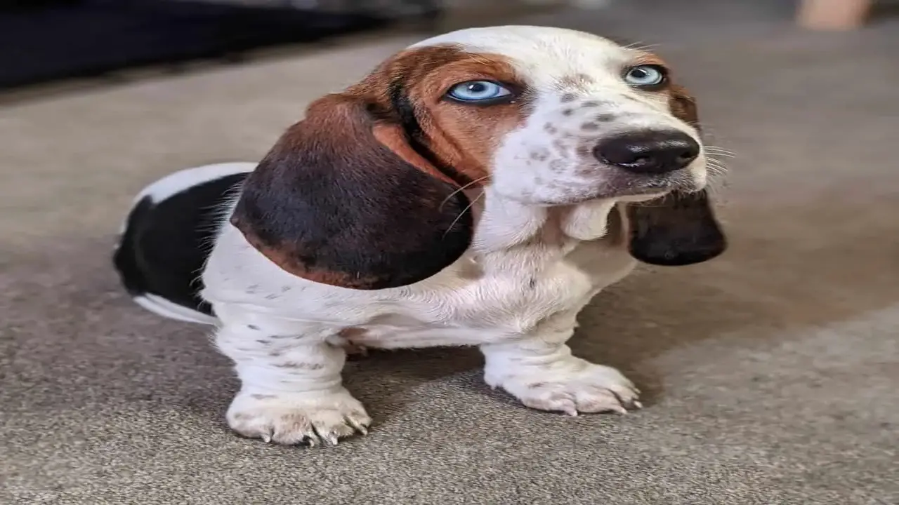 All About The Blue Eyed Basset Hound