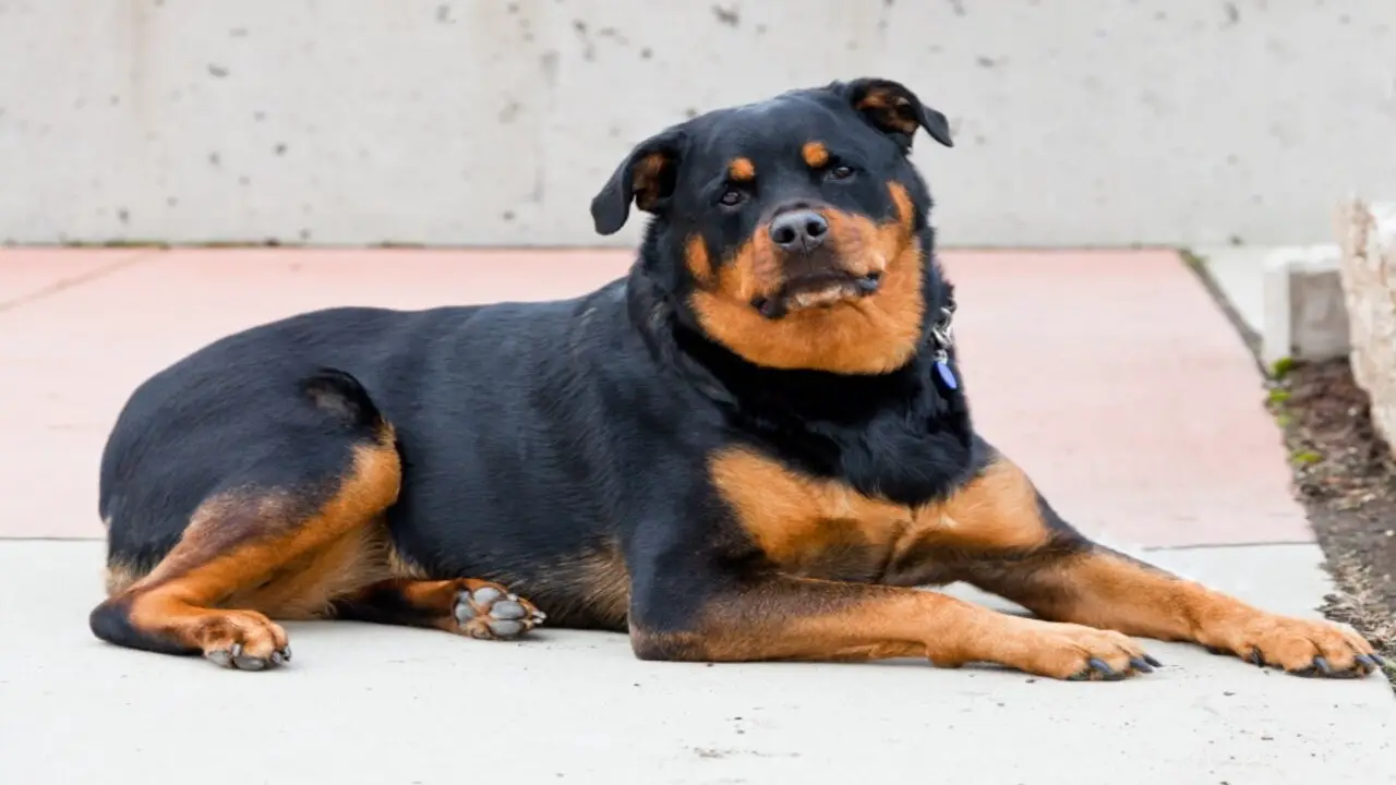 All Details About Gladiator Roman Rottweiler