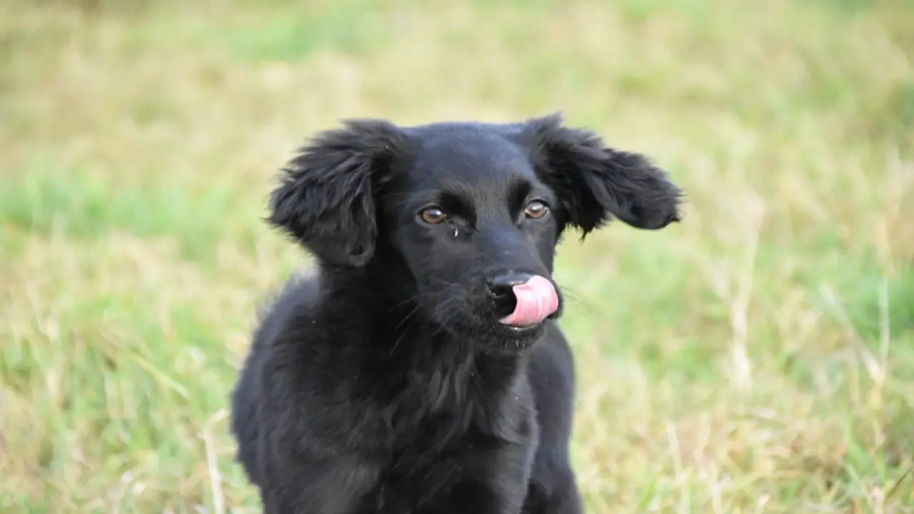 An Overview Flat Coated Retriever Border Collie Mix