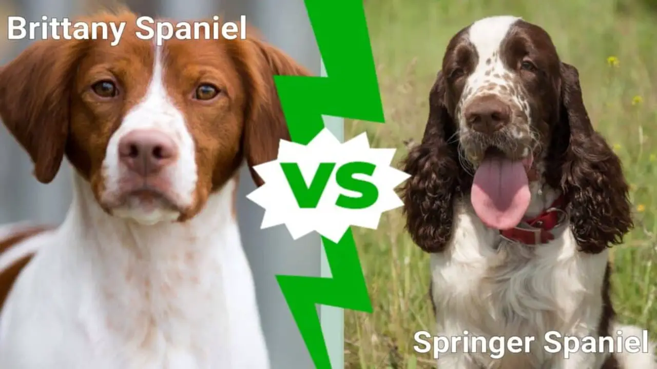 An Overview Of Brittany Spaniel Versus Springer Spaniel