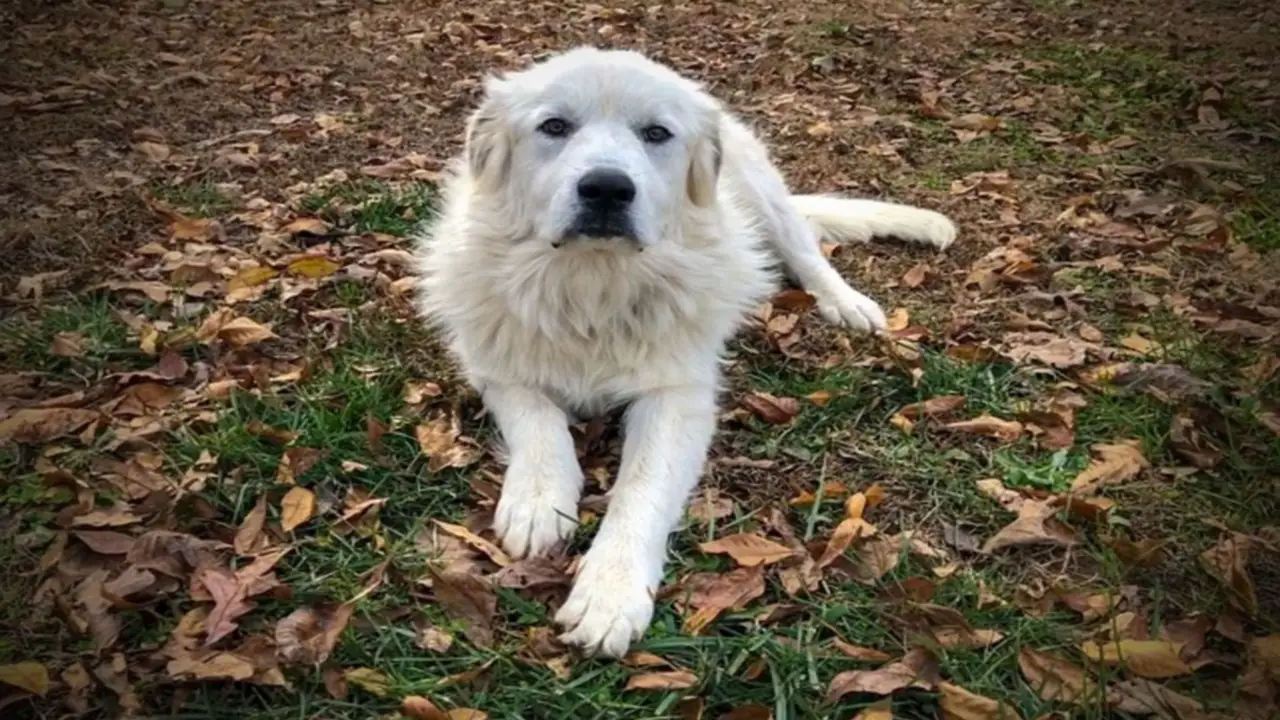 Analyzing Aggression In The Great Pyrenees