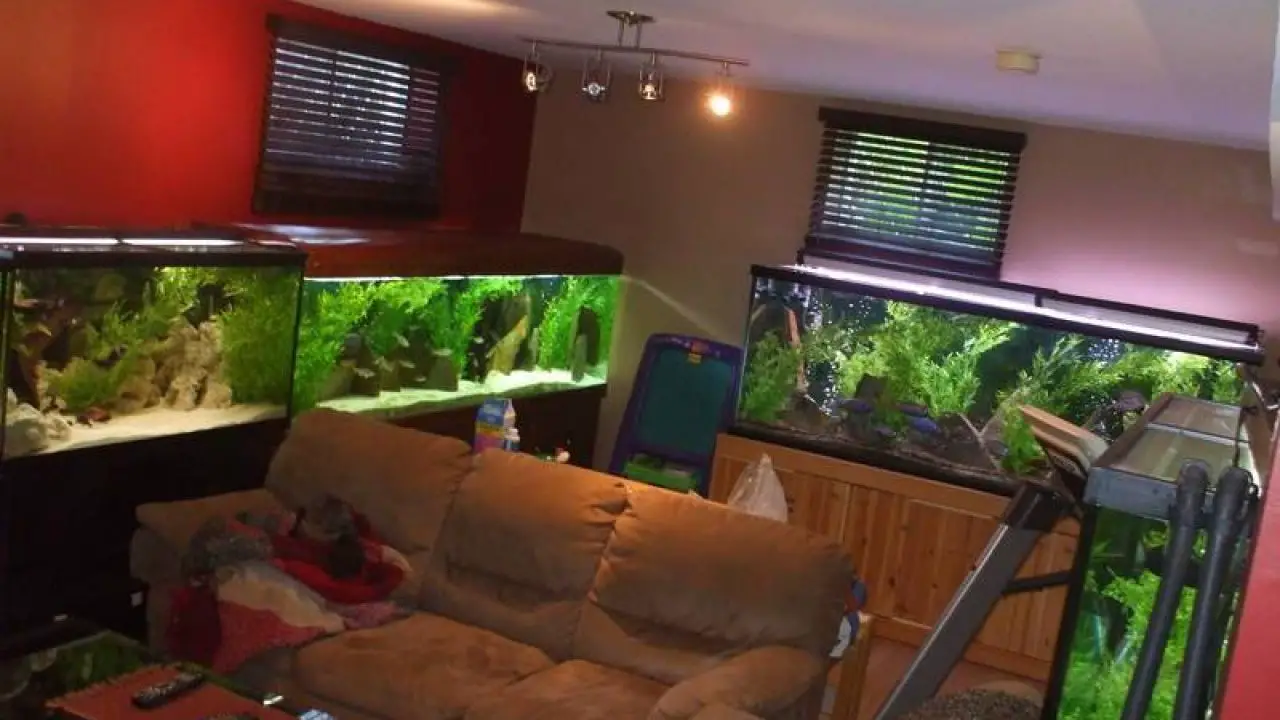 Aquascaping And Decoration Services