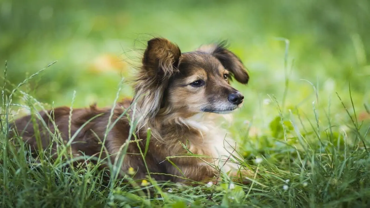 Are Jack Russell Sheltie-Mixes Good Family Dogs