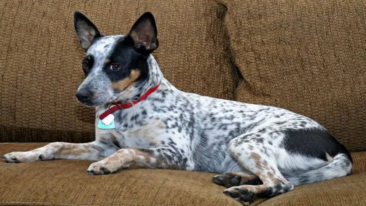 Are Rat Terrier Blue Heeler-Mix Puppies Suitable For Families