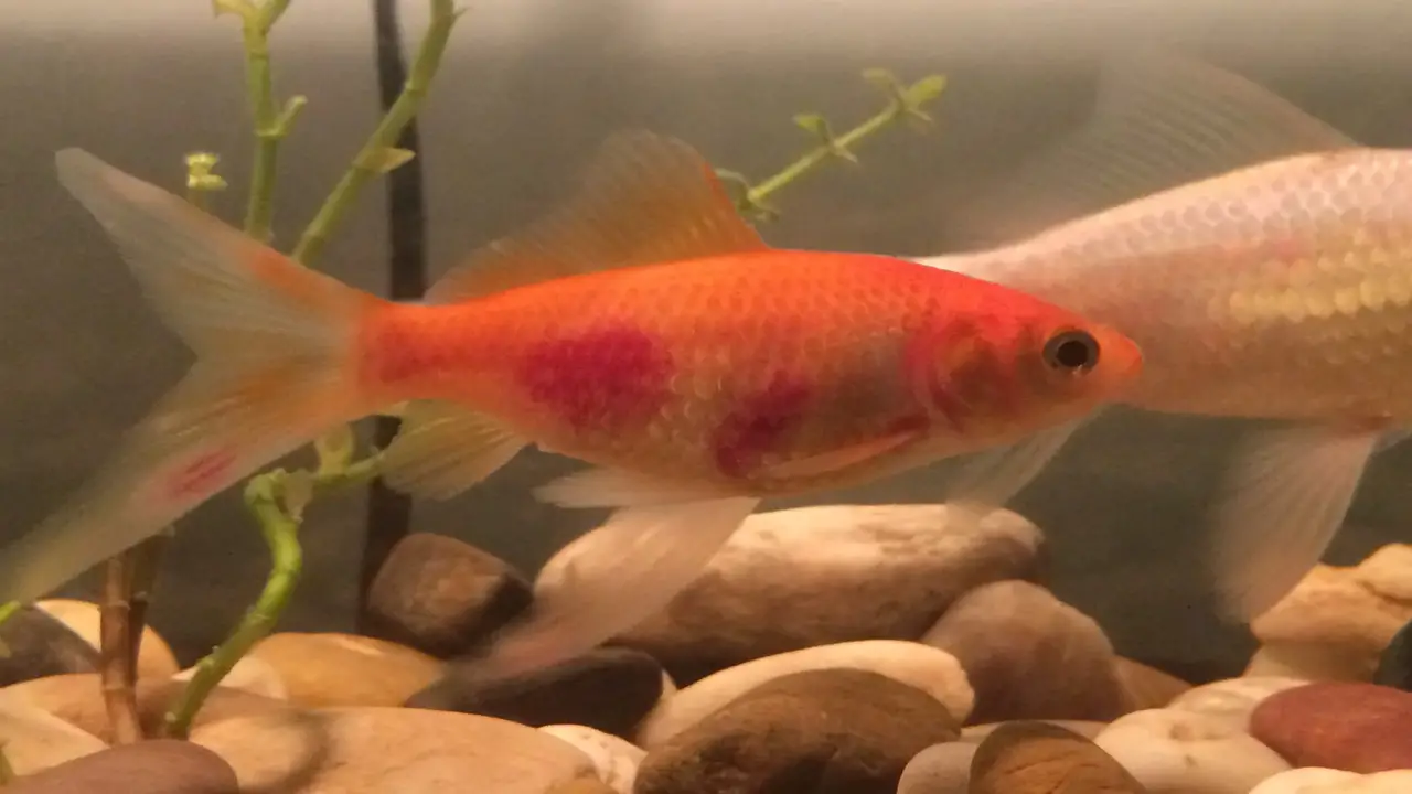 Behavioral Changes In Affected Goldfish