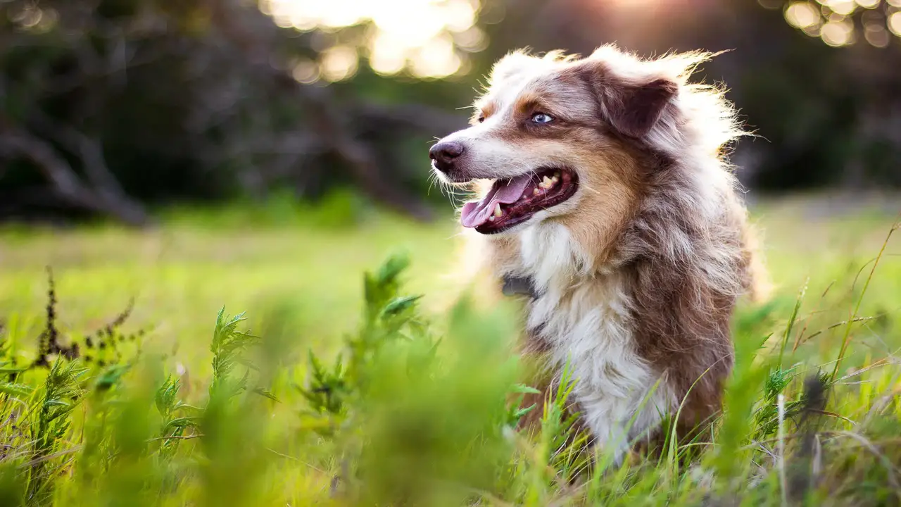 Benefits Of Professional Grooming Services For Australian Shepherd