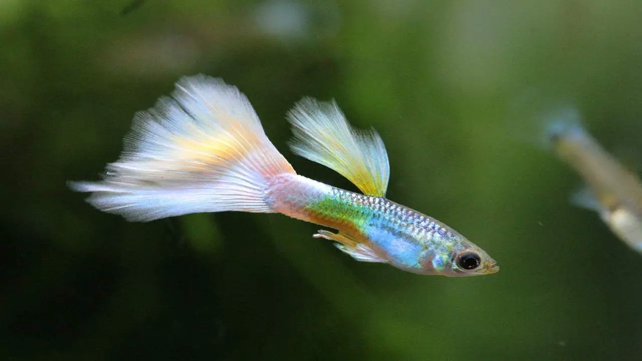 Best Place To Buy Guppies Online