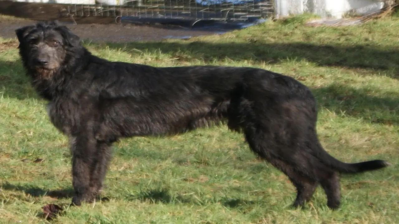 Black-Lab Irish Wolfhound Mix At A Glance