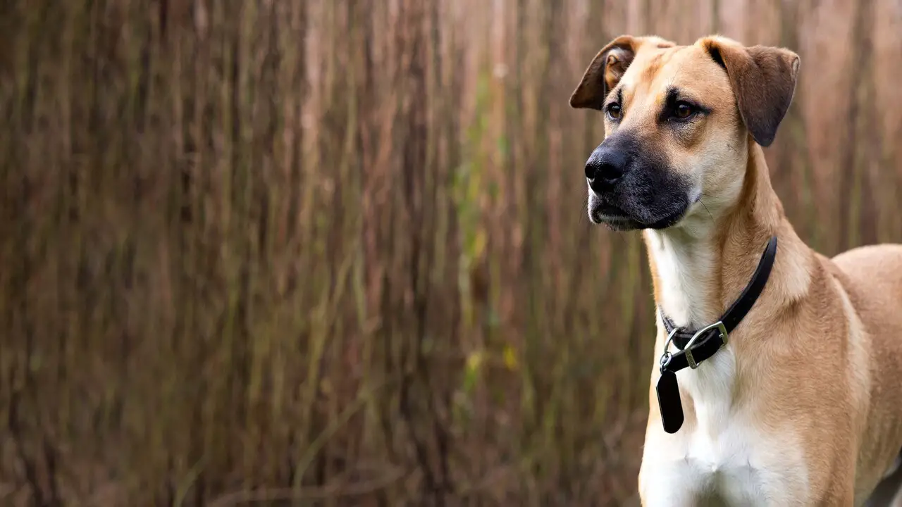 Black Mouth Cur Beagle Mix Breed Overview