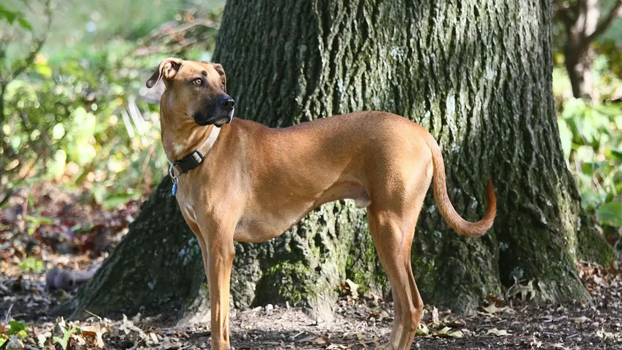 Brief History Of The Black Mouth Cur