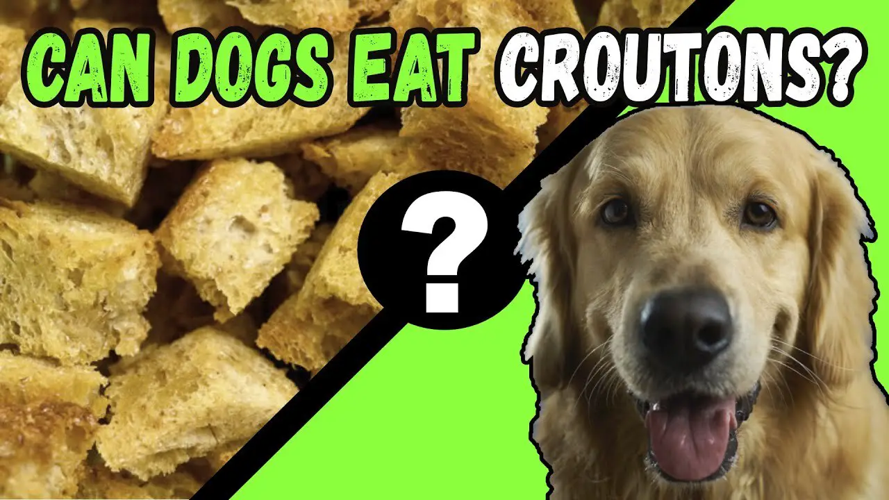 Can Dogs Have Croutons - Explain