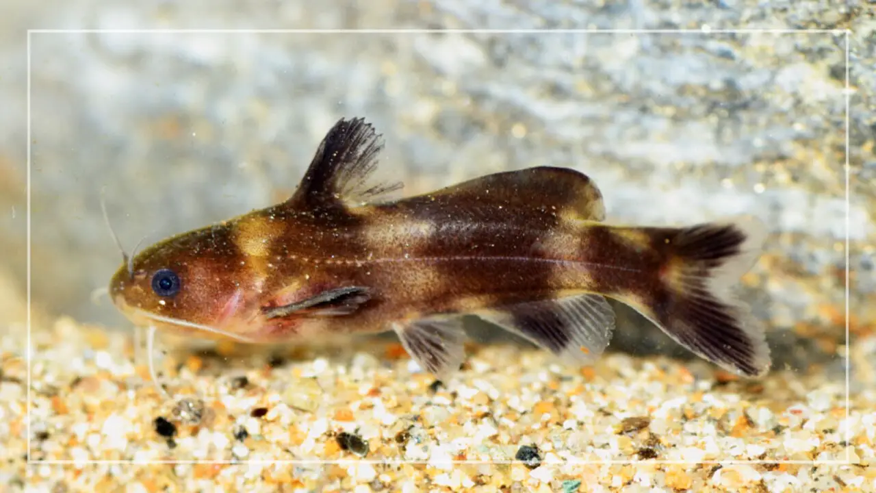 Care And Facts Asian Bumblebee Catfish - You Need To Know