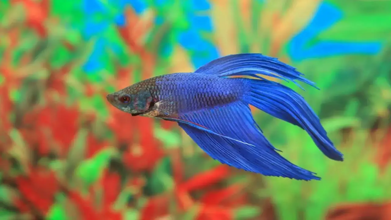 Caring For A Pregnant Betta Fish