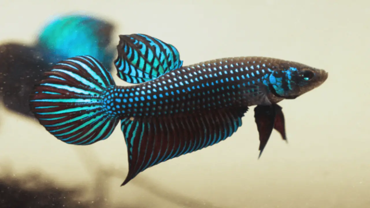 Caring For Betta Imbellis- You Should Know