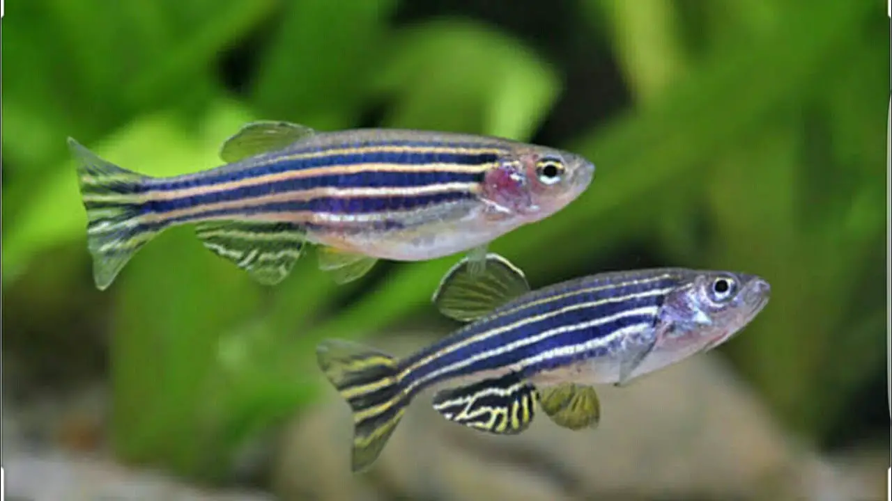 Caring For Danio Fry