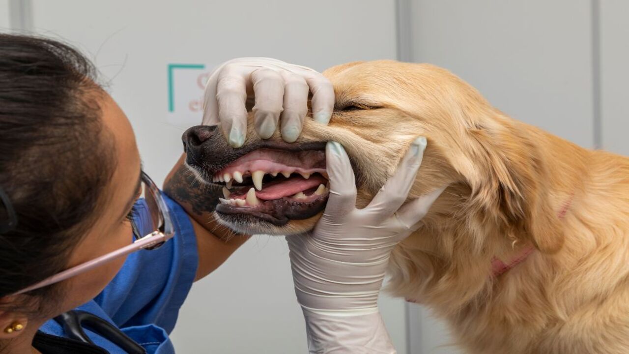 Causes Of Dog Death After Dental Cleaning