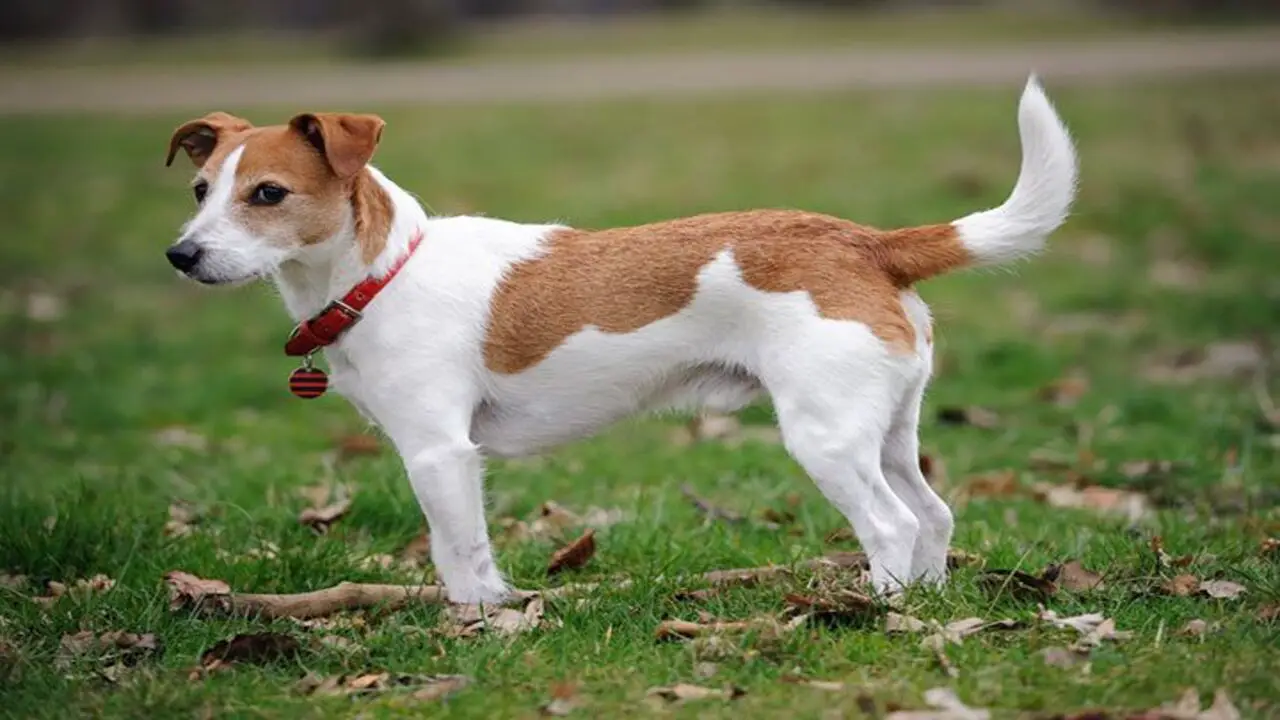 Characteristics Of Jack-Russell With Tail