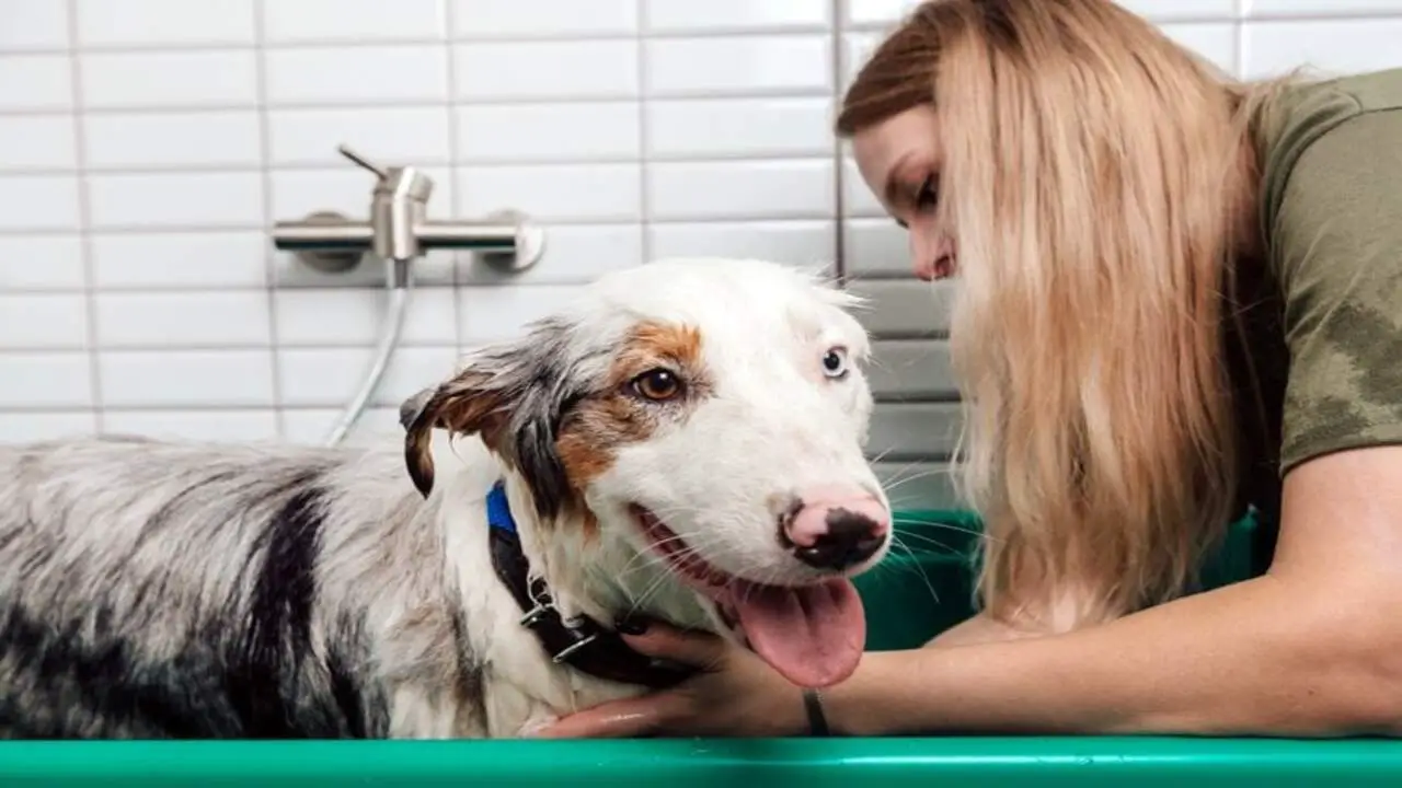 Common Grooming Mistakes To Avoid When Caring For An Australian Shepherd