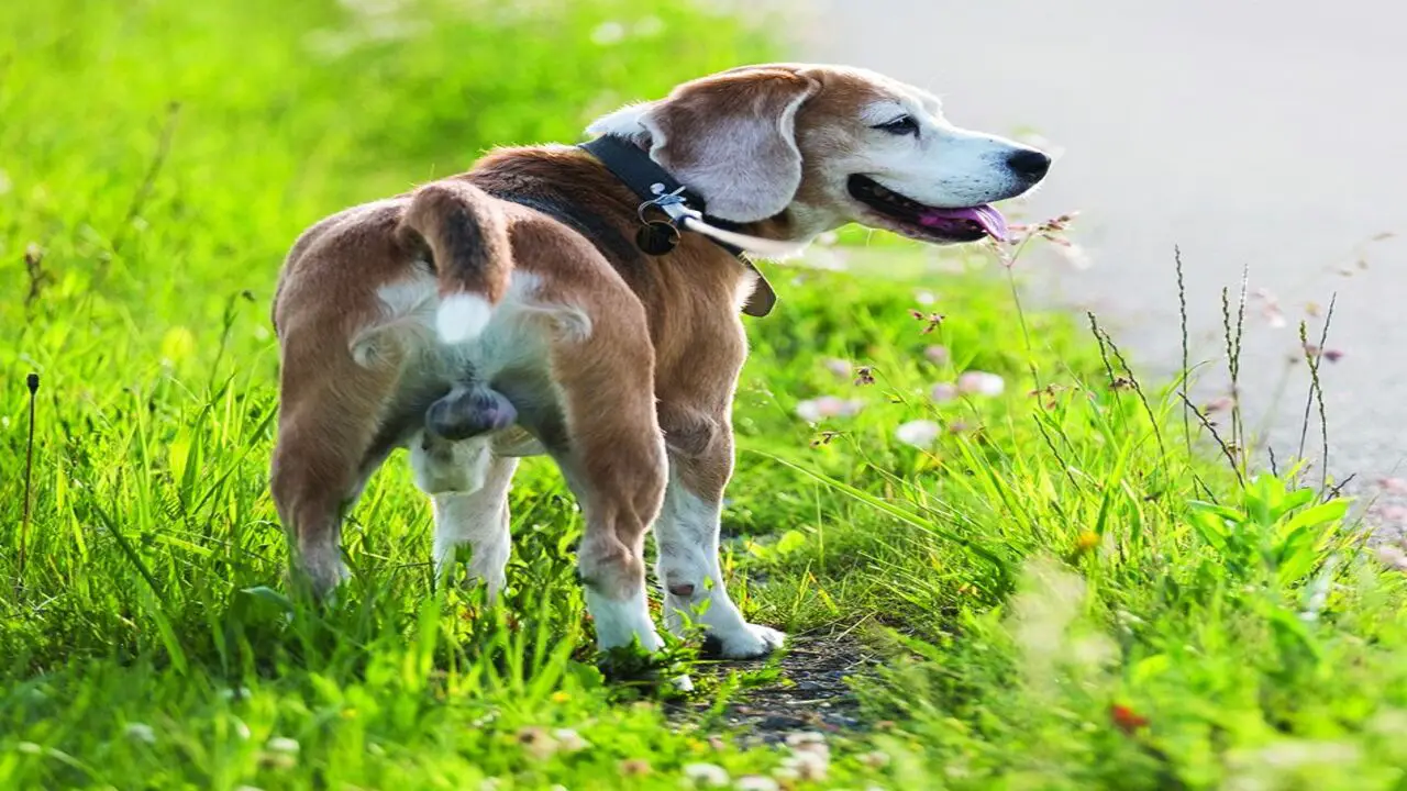 Common Myths And Misconceptions About Dog Orgasm