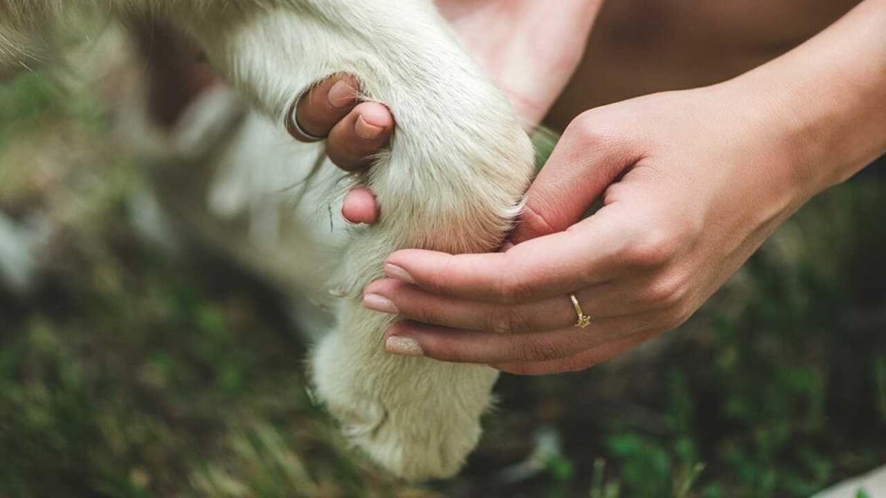 Consulting A Veterinarian For Any Concerns Or Issues With Your Dog's Feet