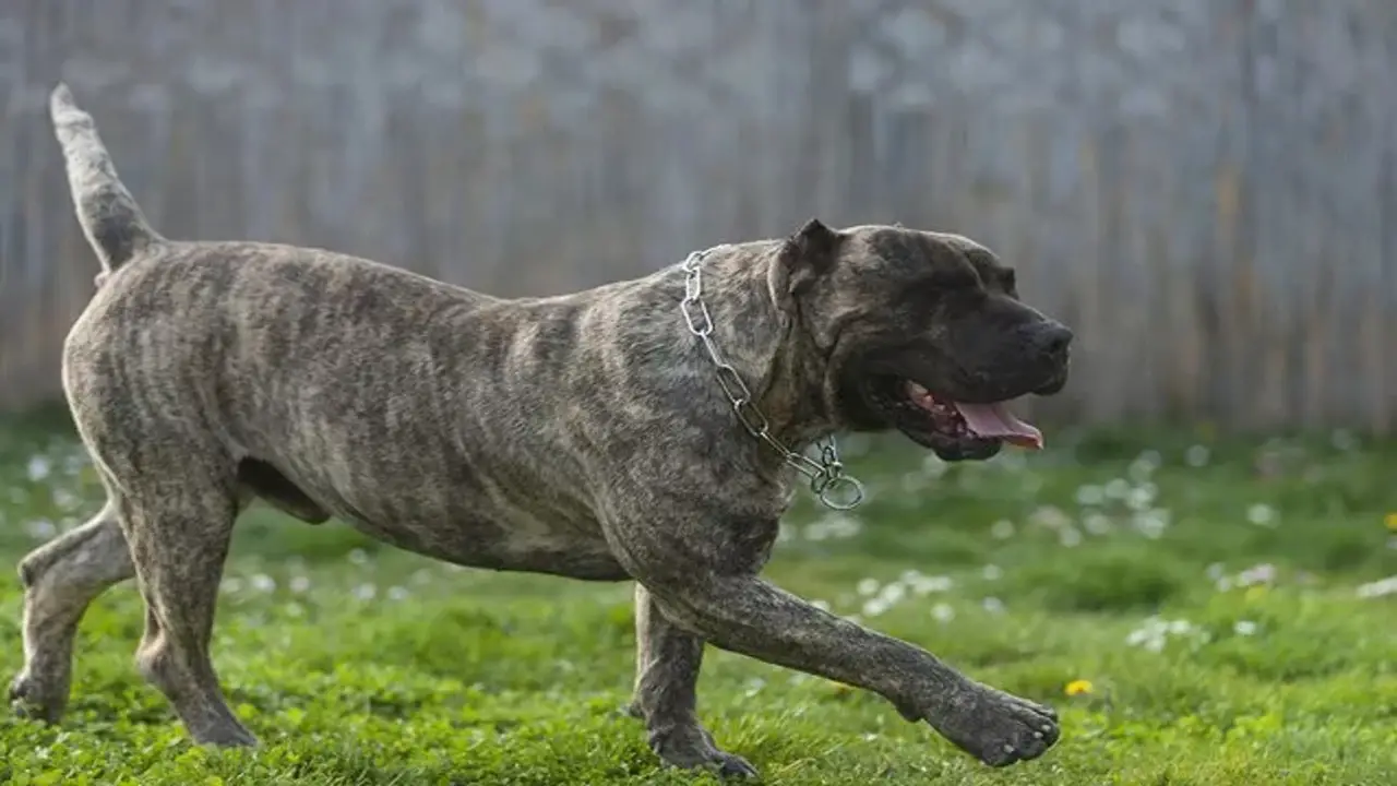 Costs Associated With Owning A Presa Canario Pitbull Mix