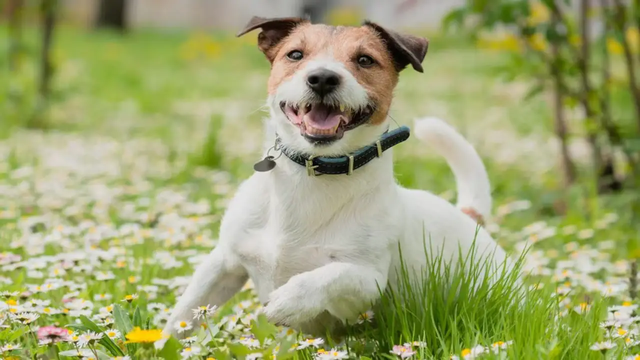 Creating A Safe Environment For Your Jack-Russell With Tail