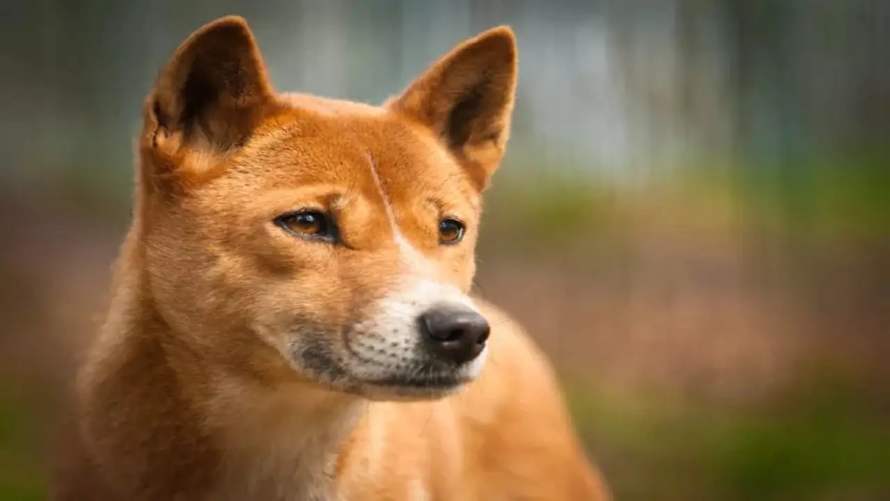 Dingo-Shepherd Mix - At A Glance