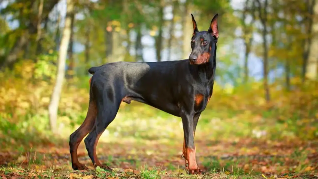 Doberman Mixed With Mastiff: How To Make A Good Pet For Your Family