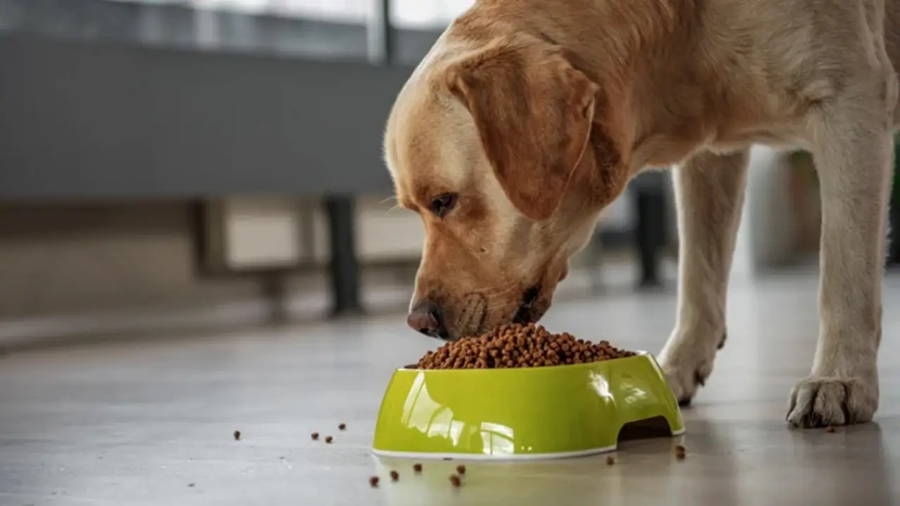 Ensuring Your Dog's Diet Is Balanced And Meets Their Nutritional Needs