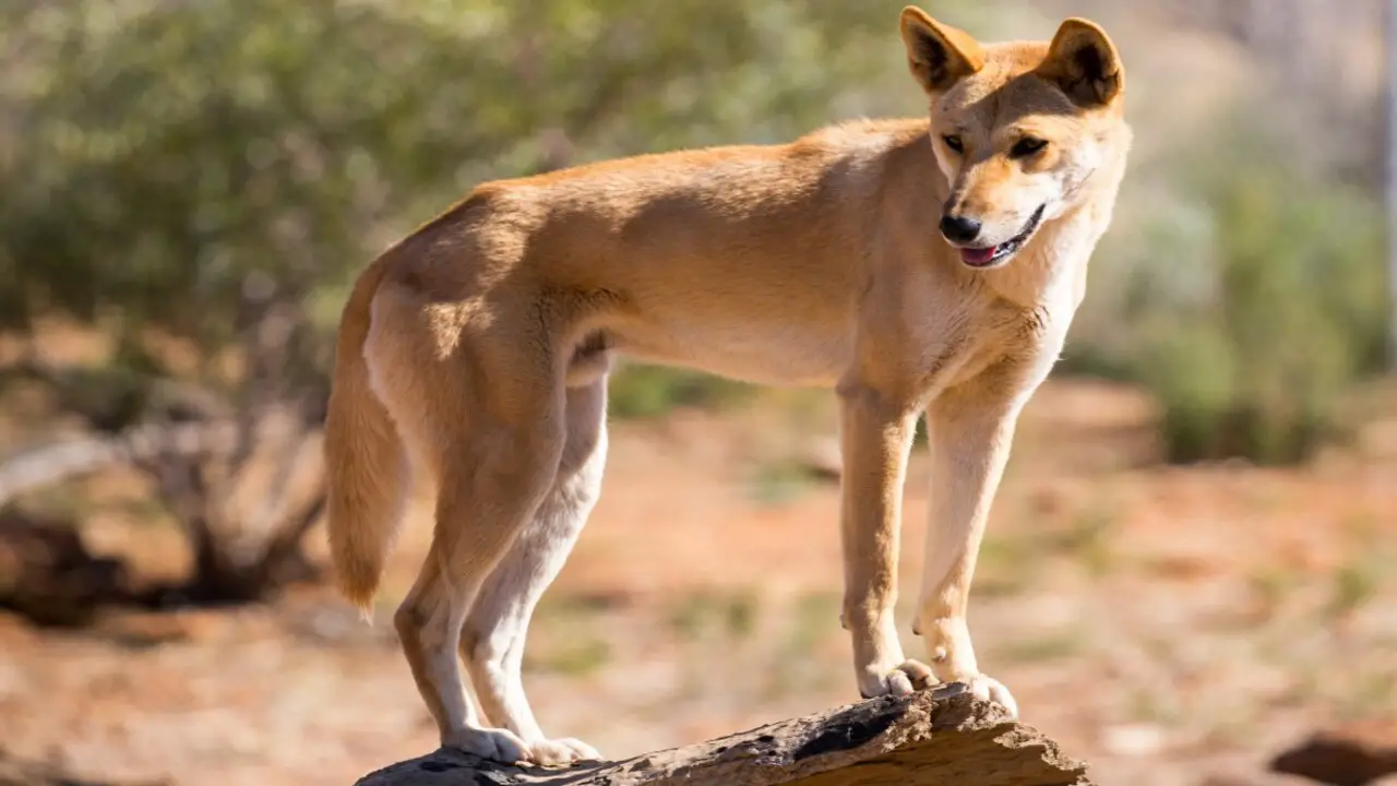 Essential Grooming Tips For Your Dingo Shepherd-Mix