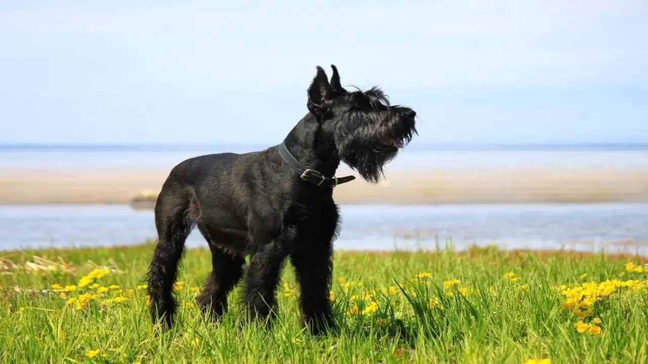 Essential Grooming Tools For Your Giant Schnauzer