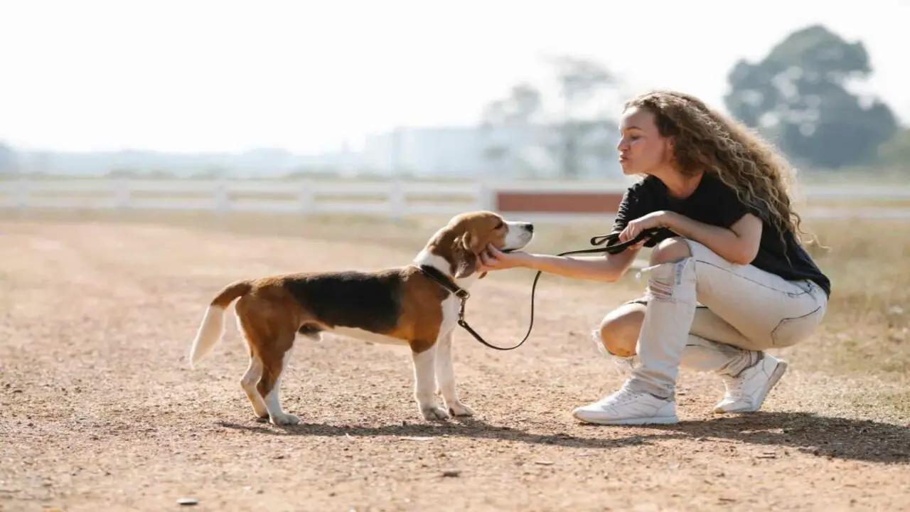 Exercise And Mental Stimulation For Beagle Behaviour Improvement