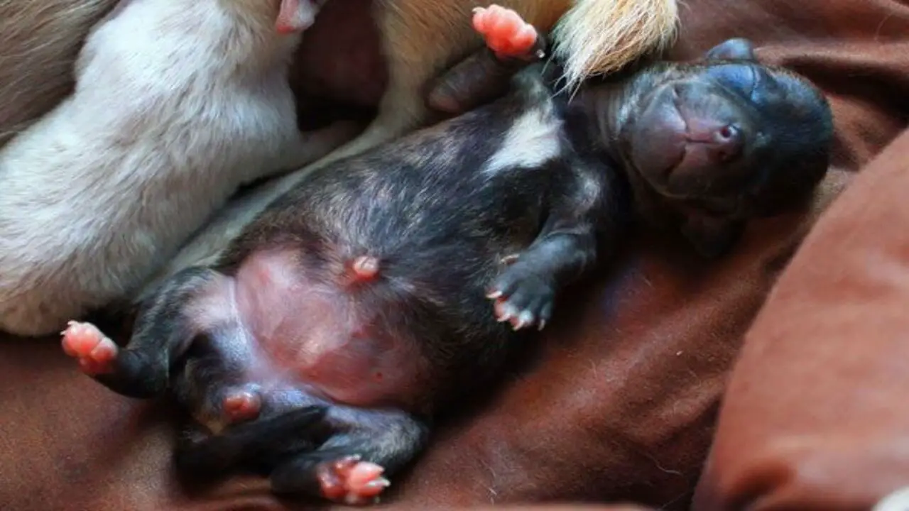 Explaining The Potential Risks And Complications Of An Umbilical Hernia In Puppies