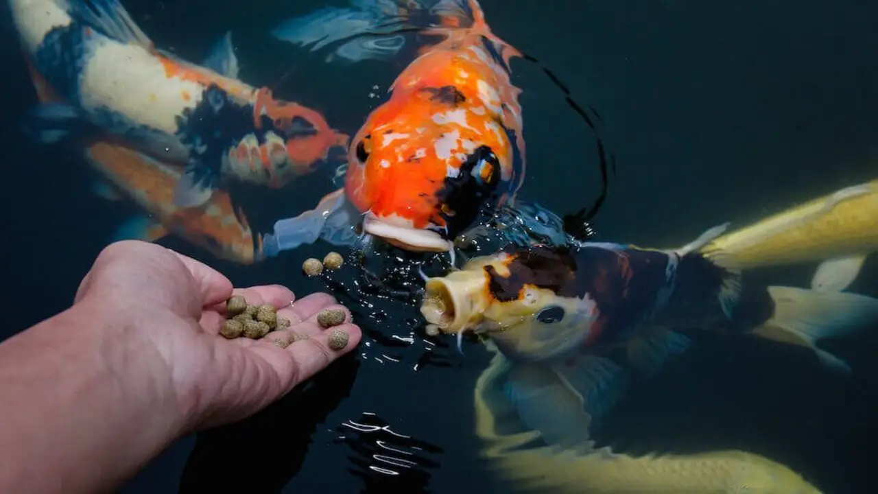 Feeding A Balanced Diet To Your Fish