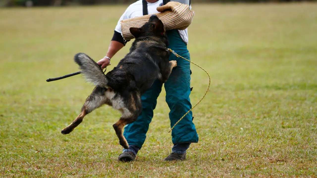 Five Important Elements Of Mondioring Dog Sport