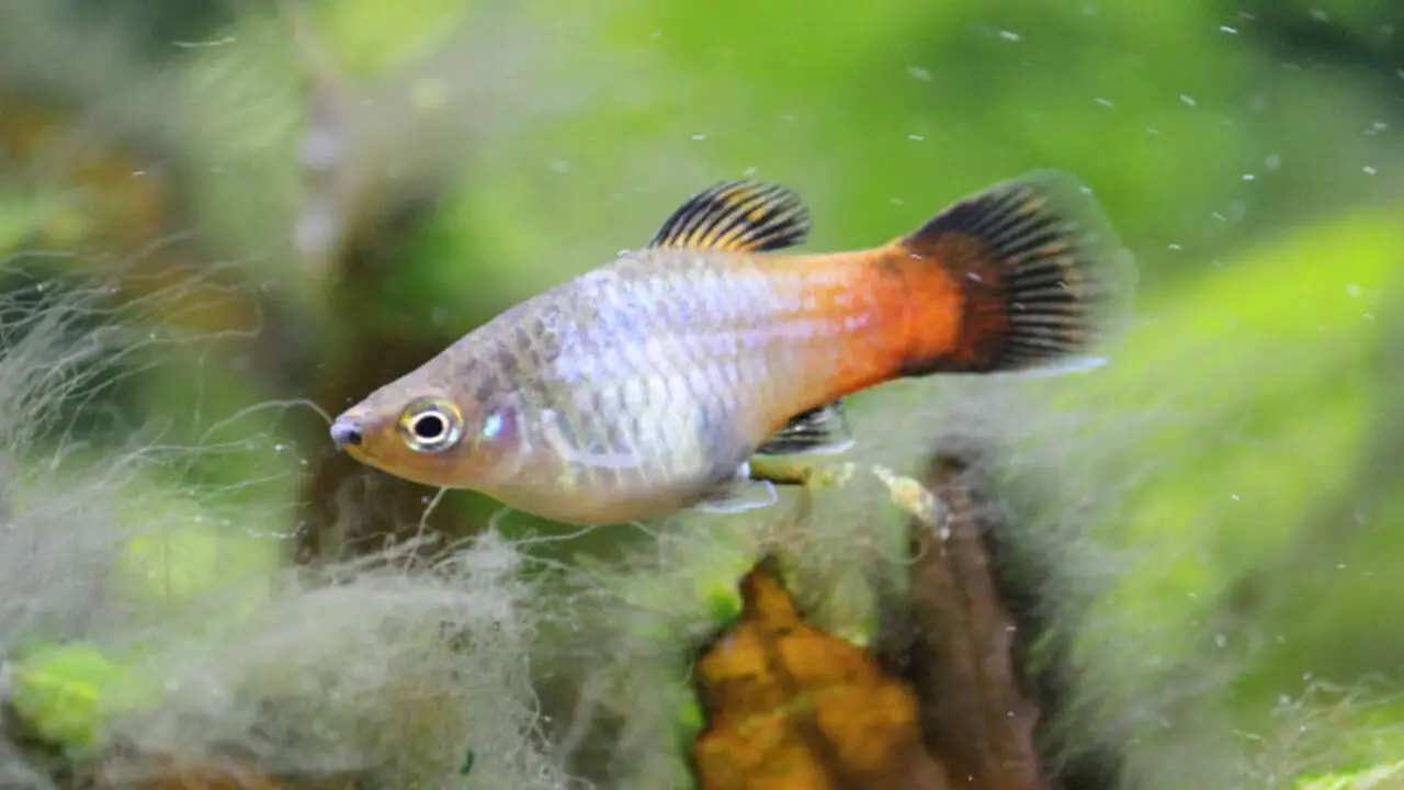 GH Levels And Their Impact On Platy Fish