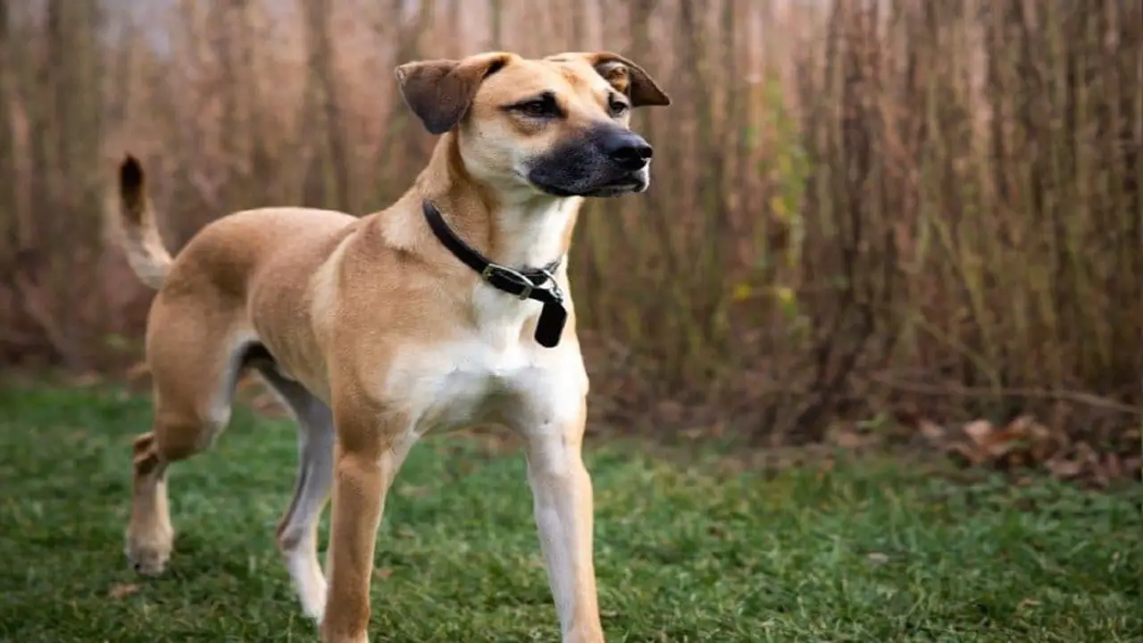 Grooming Requirements For The Mountain Cur Beagle-Mix