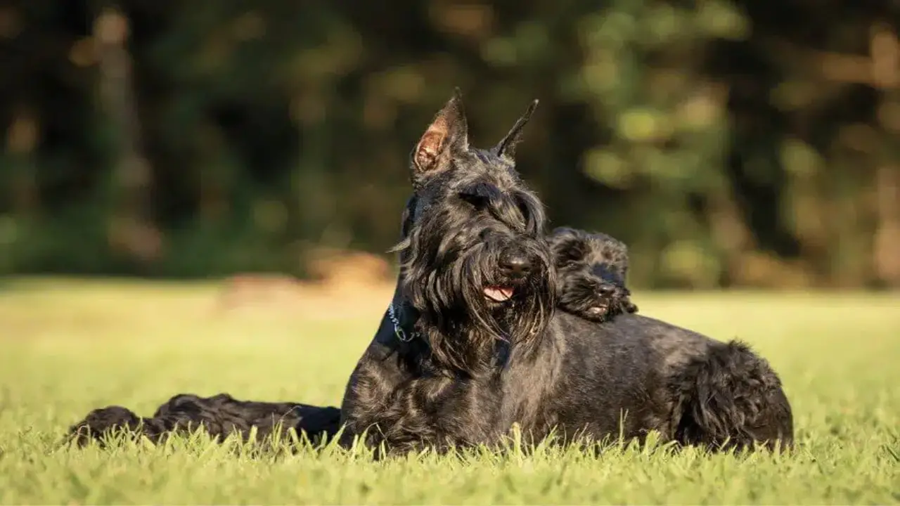 Hair Clipping Techniques For Your Giant Schnauzer
