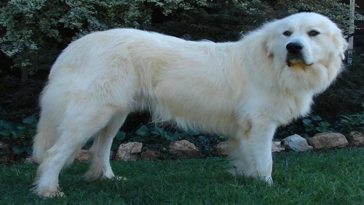 Has A Great Pyrenees Ever Killed A Human - Explained