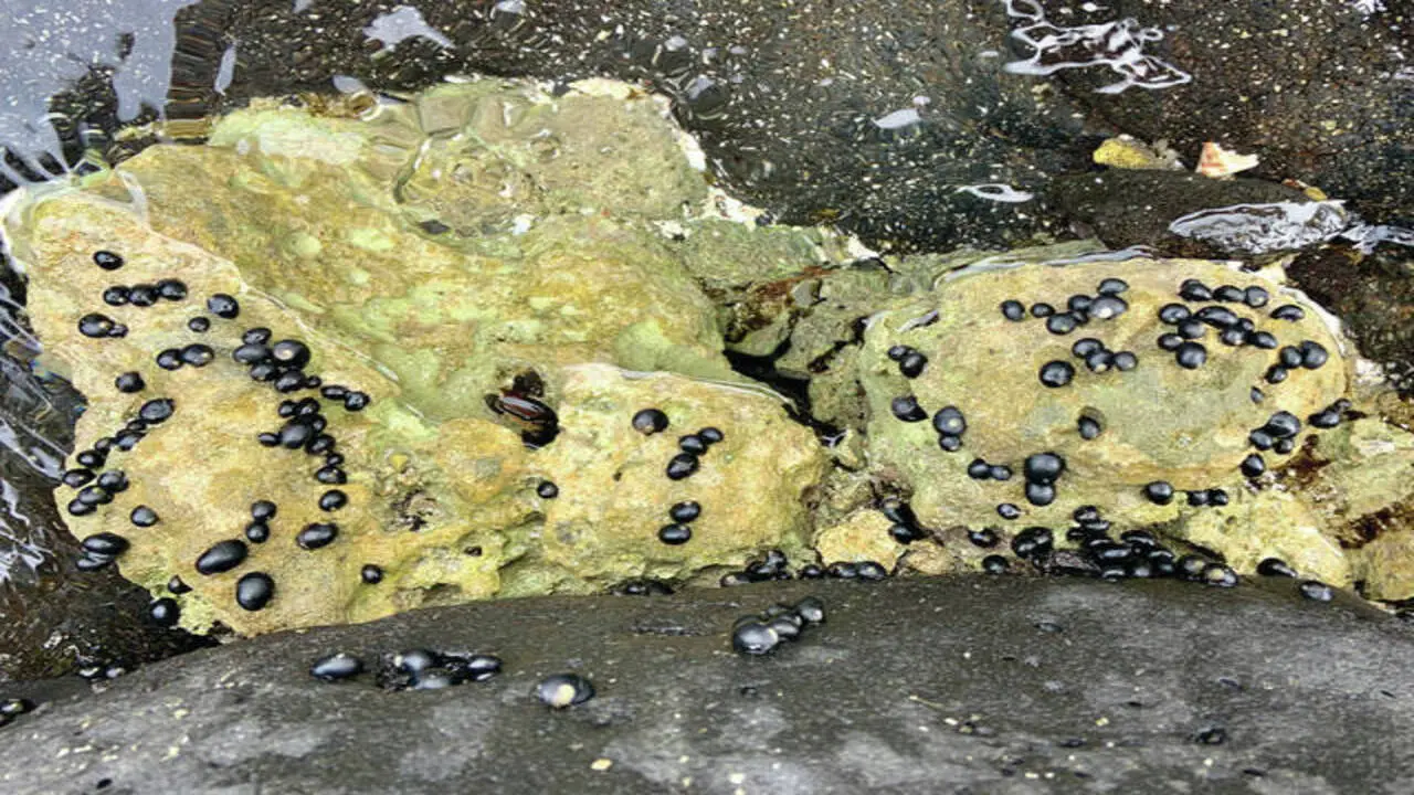 Hawaiian Pipipi Snail In Freshwater Aquariums