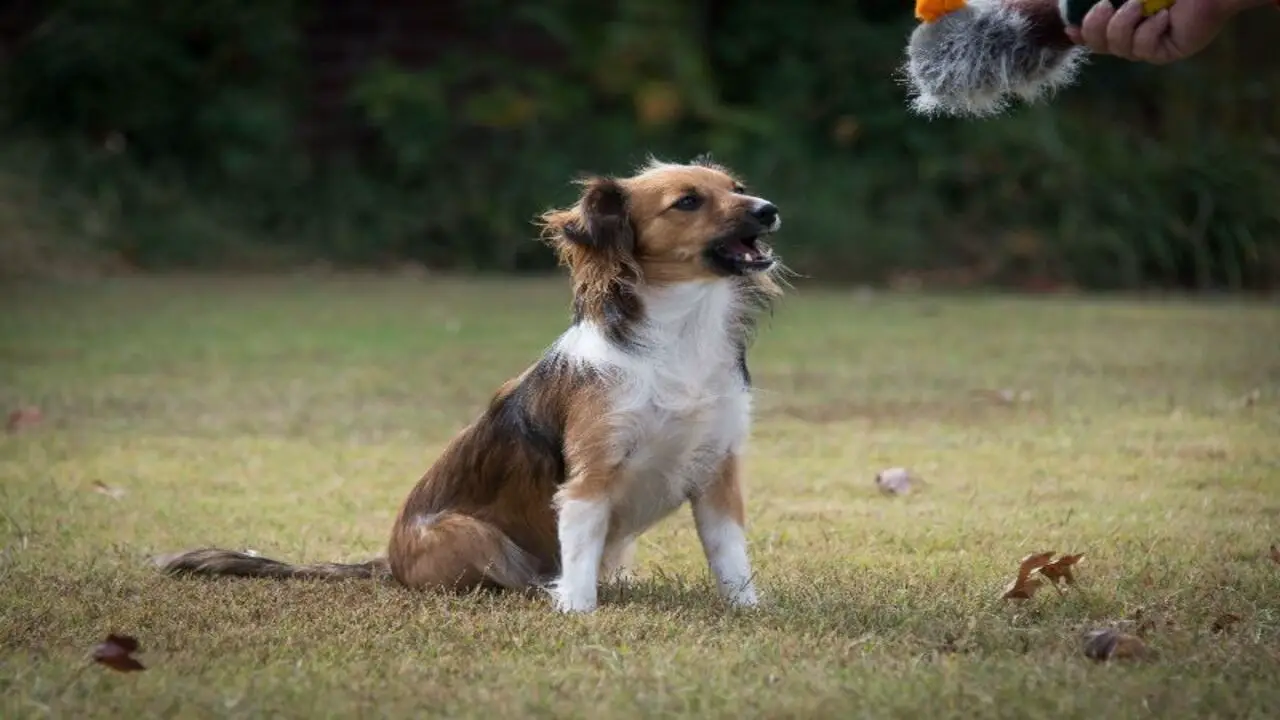 Health Care For A Jack Russell Sheltie-Mix