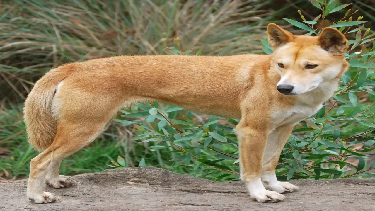 History And Origin Of The Dingo Shepherd-Mix