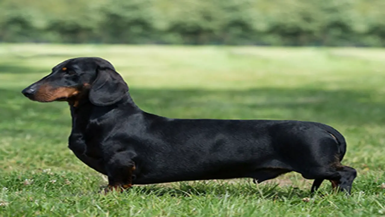 Home Care Tips For Your Dachshund