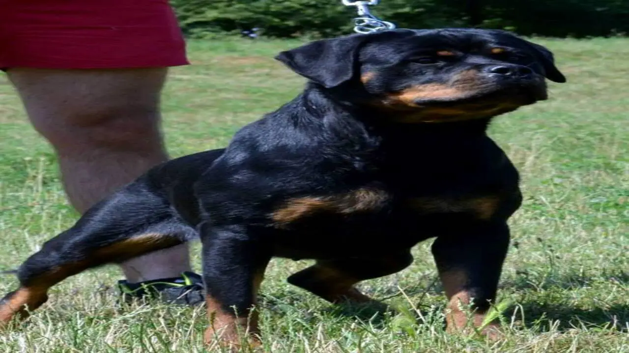 How Can I Get My Rottweiler To Gain Weight