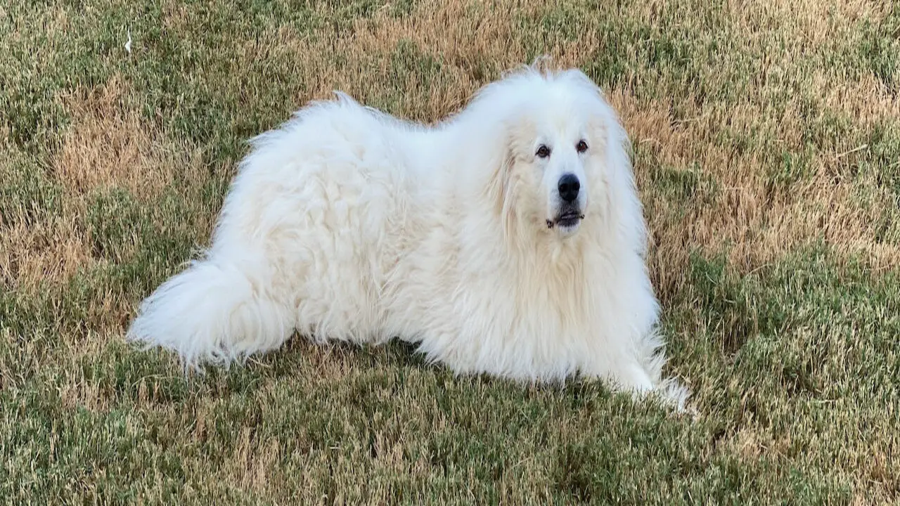 How Can You Train A Great Pyrenees To Avoid Aggression